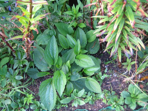 Rudbeckia 
