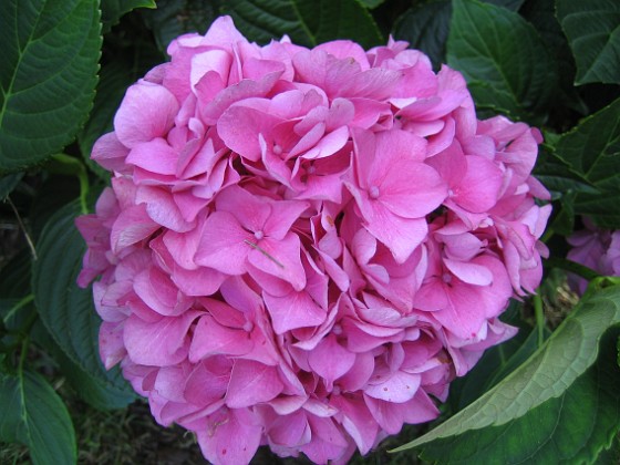 Hortensia 
