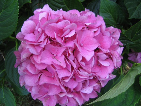 Hortensia 
