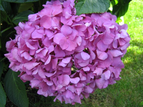 Hortensia