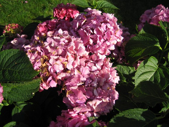 Hortensia {  } 