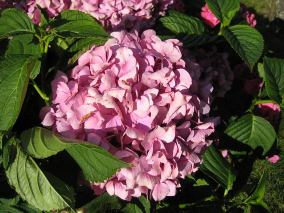 Hortensia 
