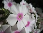 Höstflox  
Denna sorten är vit med rosa öga i mitten.  
2008-08-30 Bild 070