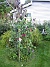 Körsbärsträdet  
  
2008-08-30 Bild 103