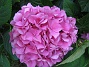 Hortensia