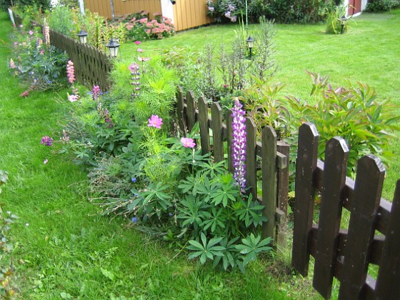 Utsidan staketet 
Här har jag en hel rad med Lupiner, som faktiskt börjat blomma så här på hösten.