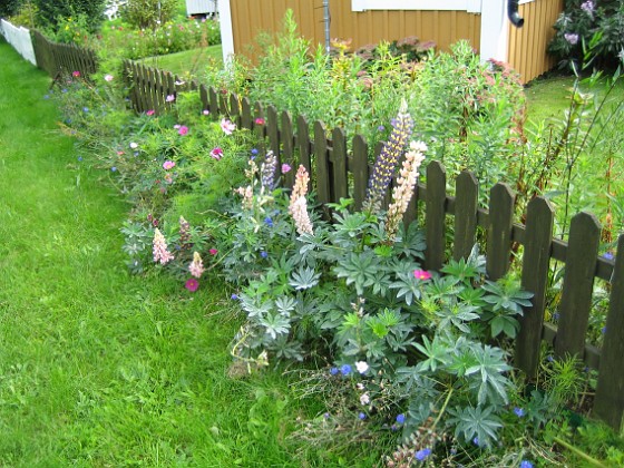 Utsidan staketet  
Här har jag en hel massa Lupiner.  
2008-09-14 Bild 003  
Granudden  
Färjestaden  
Öland