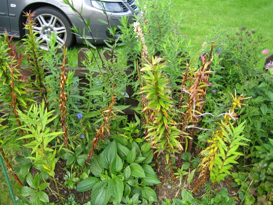 Staket, höger  
Lägg särskilt märke till Astrarna längst in mot staketet samt Rudbeckia (endast blad) som syns på marken.  
2008-09-14 Bild 010  
Granudden  
Färjestaden  
Öland