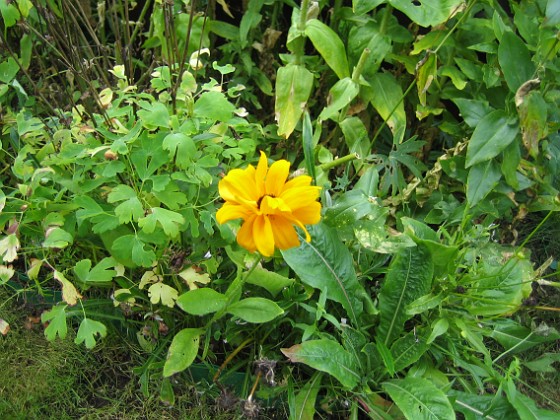 Rudbeckia { Jag satte en hel massa frön med ettåriga Rudbeckior här. En enda liten blomma har det blivit. } 