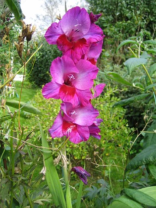 Gladioler  
Märkligt detta - Gladioler som blommar för fjärde året!  
2008-09-14 Bild 025  
Granudden  
Färjestaden  
Öland