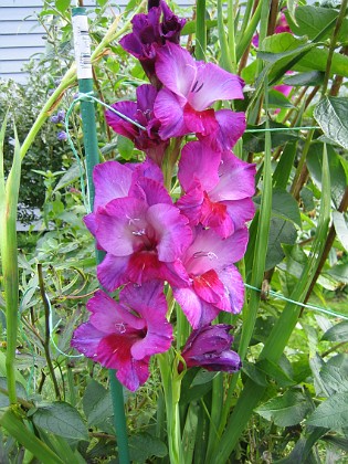 Gladioler { Men de flesta Gladiolerna bryts av eftersom de blir så höga. Jag kan ju inte vara där dygnet runt och skydda dem mot detta öde. } 