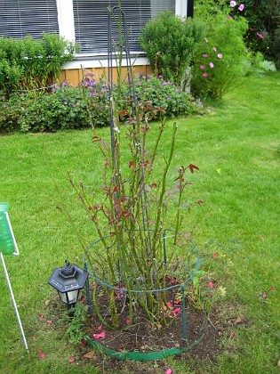 Rosbusken  
Det är regel snarare än undantag att rosbusken tappar alla sina blad minst en gång per säsong.  
2008-09-14 Bild 028  
Granudden  
Färjestaden  
Öland