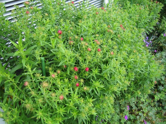 Luktaster  
Dessa Astrar kommer lite tidigare i år. Aster Nova-Angliae 'Alma Pötschke'.  
2008-09-14 Bild 030  
Granudden  
Färjestaden  
Öland