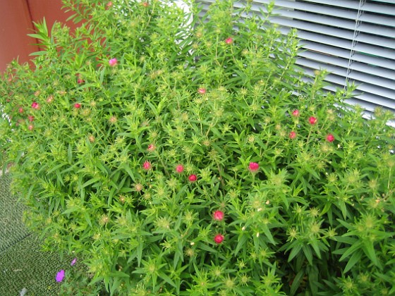 Aster Nova-Angliae 'Alma Pötschke'.