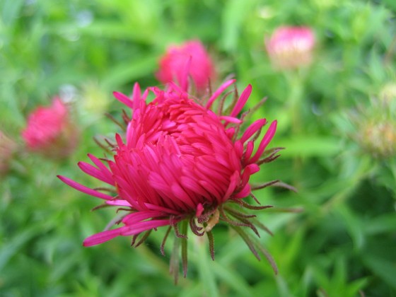 Aster Nova-Angliae 'Alma Pötschke'. 
En Luktaster i närbild, snart slår den ut!