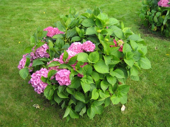 Hortensia  
  
2008-09-14 Bild 038  
Granudden  
Färjestaden  
Öland