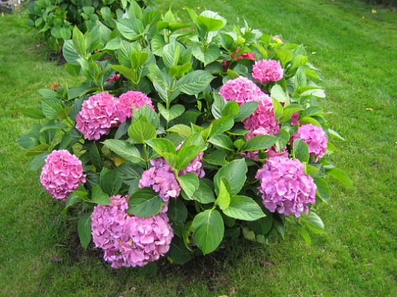 Hortensia  
Egentligen är det tre olika sorter men alla ser nästan likadana ut.  
2008-09-14 Bild 039  
Granudden  
Färjestaden  
Öland