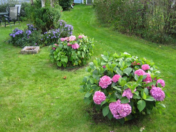 Hortensia { Hortensia i förgrunden och blåa Astrar i bakgrunden. } 