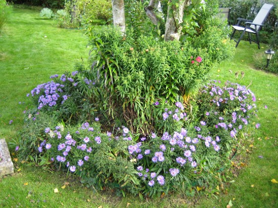 Blåa Astrar vid Björken.  
2008-09-14 Bild 042  
Granudden  
Färjestaden  
Öland