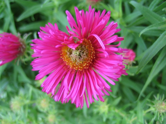 Aster Nova Angliae 'Alma Pötschke' 
En luktaster i närbild.