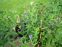 Närbild på Astrarna. Dessa drev jag upp i våras och planterade ut i början av sommaren. Förvånansvärt att det blir blommor redan i år. (2008-09-14 Bild 011)