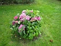 Hortensia  
  
2008-09-14 Bild 036