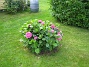 Hortensia  
  
2008-09-14 Bild 037