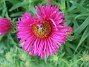 Aster Nova Angliae 'Alma Pötschke'  
En luktaster i närbild.  
2008-09-14 Bild 045