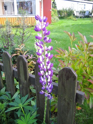 Lupin  
En vacker Lupin i närbild.  
2008-09-28 Bild 003  
Granudden  
Färjestaden  
Öland