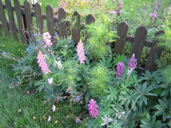 Lupiner  
Mera Lupiner...  
2008-09-28 Bild 004  
Granudden  
Färjestaden  
Öland