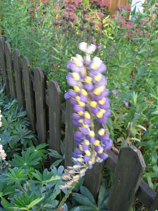 Lupin 
En Gul-blå Lupin