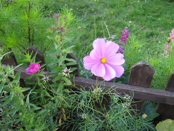 Rosenskära  
En Rosenskära som letat sig in genom staketet, från utsidan.  
2008-09-28 Bild 012  
Granudden  
Färjestaden  
Öland