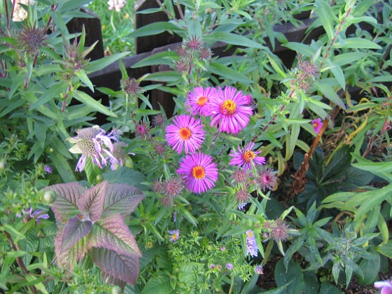 Astrar { Lite Astrar som blommar vid Staketet. Dessa satte jag faktiskt i år och de blommar redan! } 