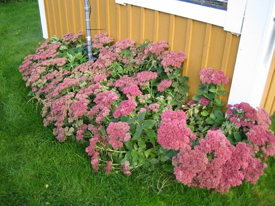 Kärleksört  
Då backar vi ett par meter så ser vi vad det är...  
2008-09-28 Bild 022  
Granudden  
Färjestaden  
Öland