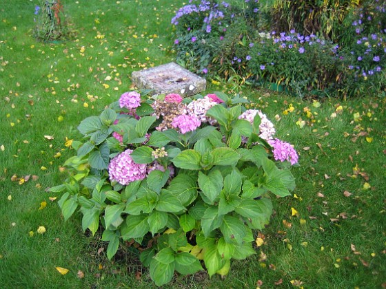 Hortensia  
  
2008-09-28 Bild 041  
Granudden  
Färjestaden  
Öland