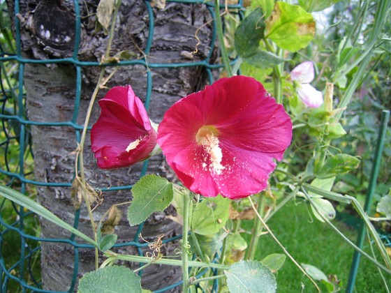 Stockros { Detta är en stockros som blommar i September. Jag gillar dessa enkla och storblommiga Stockrosor. } 