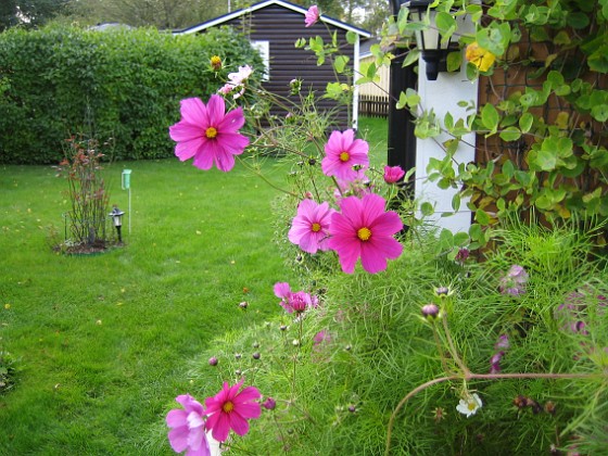 Rosenskära { Jag vet inte om det syns så bra på den här bilden, men solen lyser igenom blommorna på dessa vackra Rosenskära (Cosmos). } 