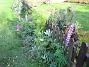 Bild 002  
Fortfarande blommar mina Lupiner utanför staketet.  
2008-09-28 Bild 002