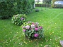 Hortensia  
  
2008-09-28 Bild 038