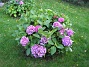 Hortensia  
  
2008-09-28 Bild 039