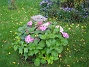 Hortensia  
  
2008-09-28 Bild 041