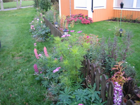 Granudden  
Lupiner i oktober - jodå, jag drev upp dem i april och de började blomma på hösten. Egentligen brukar de inte blomma alls första året.  
2008-10-04 Bild 060  
Granudden  
Färjestaden  
Öland