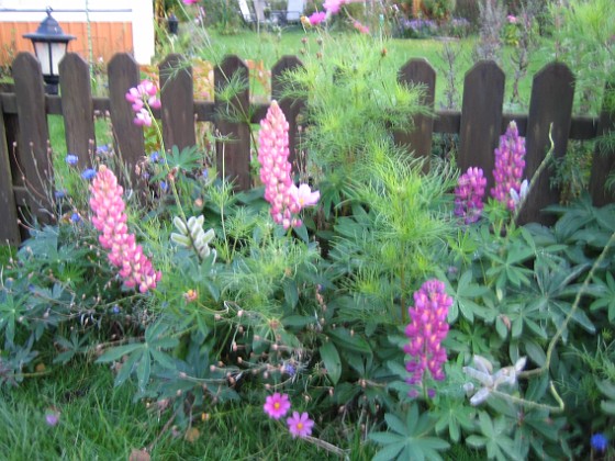 Lupiner  
Lupiner, jag älskar denna blomma som grannen kallar ogräs.  
2008-10-04 Bild 061  
Granudden  
Färjestaden  
Öland