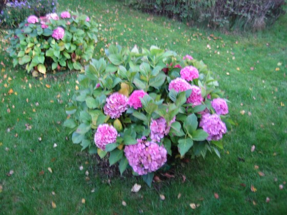 Hortensia { Mina Hortensior kom igång sent men nu blommar de. Hoppas de kommer tidigare nästa år så de hinner bli lite större, nu trängs de nästan med sig själv inne i buren. } 