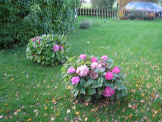 Hortensia { Hortensiorna sedda från det handra hållet (varför kan jag aldrig hålla kameran stilla?). } 