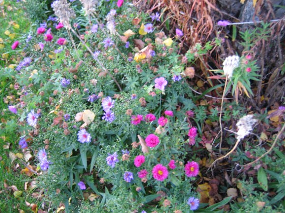 Astrar  
Astrar vid Björken.  
2008-10-04 Bild 099  
Granudden  
Färjestaden  
Öland