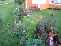 Granudden  
Lupiner i oktober - jodå, jag drev upp dem i april och de började blomma på hösten. Egentligen brukar de inte blomma alls första året.  
2008-10-04 Bild 060