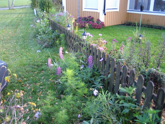 Granudden 
Utanför staketet växer det fortfarande Lupiner och Rosenskära.