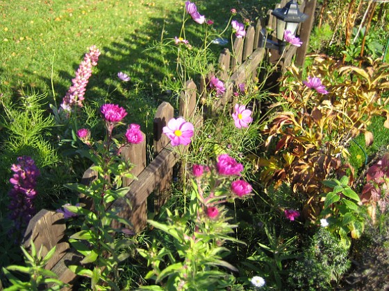 Astrar och Rosenskära { Rosenskäran sitter på utsidan men har letat sig igenom staketet. Astrarna är nya för i år - jag hade inte väntat mej att de skulle blomma redan första året. } 