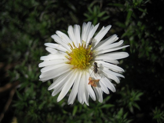 Aster 'Apollo'